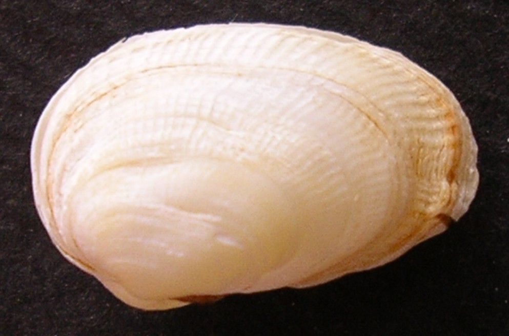 Petricola lithophaga